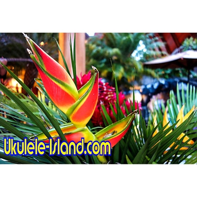 Aloha Joe - Ukulele Island